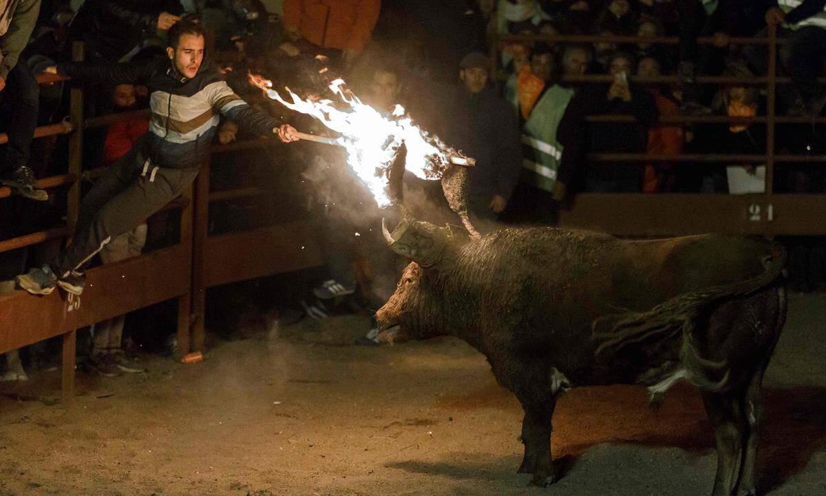 Der Stier versucht vor johlendem Publikum die Flammen zu löschen, indem es sein Kopf immer wieder gegen Mauern oder Wände schmettert, aber die Bälle brennen unlöschbar weiter.