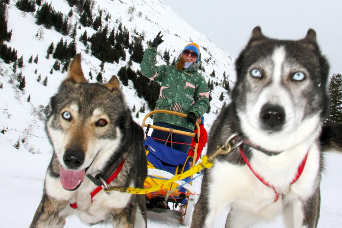 Wer fährt hier mit wem Schlitten? Freizeitmusher werden im Salzburgerland und in der Steiermark.