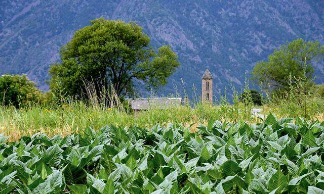 Noch findet man Tabakfelder in Andorra, hier am der Kirche Sant Miquel d Engolasters