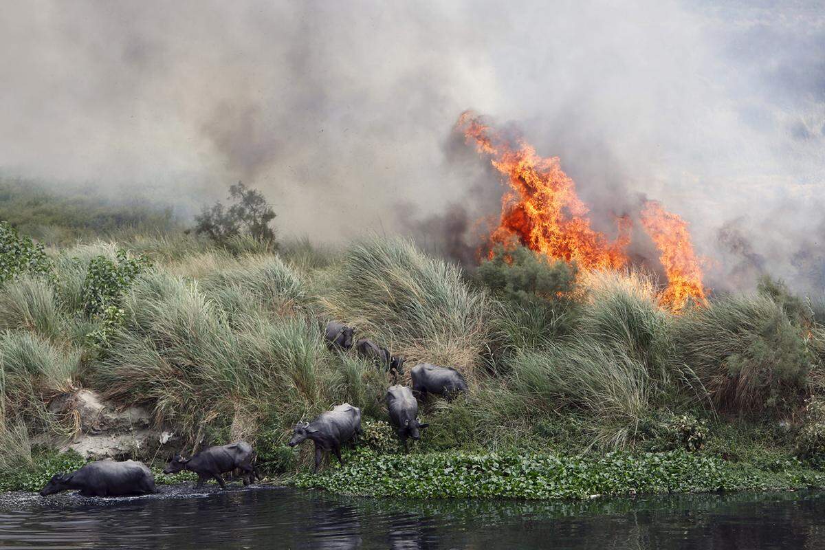 Büffel fliehen vor einem Feuer in den Yamuna in Neu Delhi, Indien.