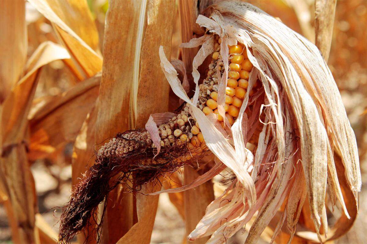 Mais verteuerte sich in den vergangenen Wochen um rund 70 Prozent und näherte sich dem Allzeithoch. Aber nicht nur wegen Dürreperioden steigen die Preise ...