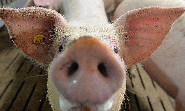 Bauernverband informiert ueber Afrikanische Schweinepest