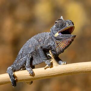 Wüstenchamäleons leben in freier Wildbahn in den heißen und trockenen Regionen des südlichen Afrikas.