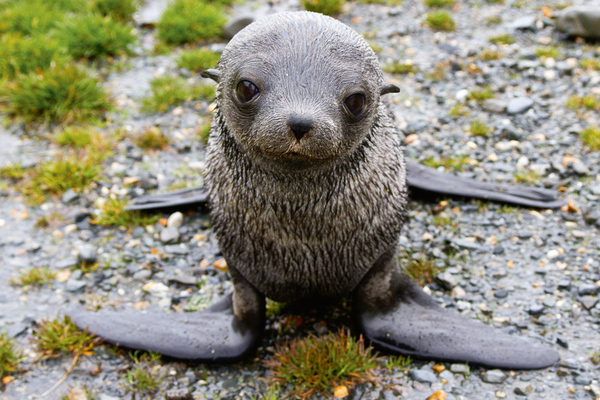 ... sind sie alle – Robben, Pinguine und die Kreuzfahrttouristen ...
