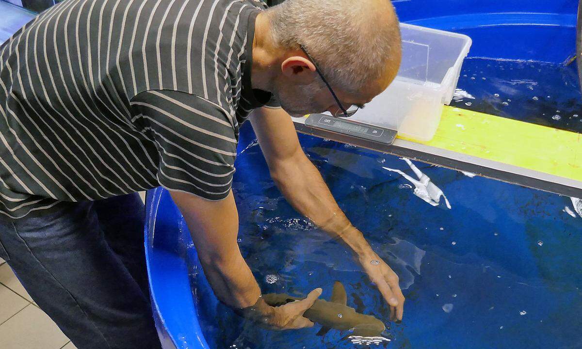 In der Familie der Menschenhaie werden neugeborene Haie nicht selten Opfer ihrer kannibalischen Artgenossen. Ein Mitarbeiter war auf die Geburt aufmerksam geworden.  Kollegen stiegen daraufhin in Badehosen und mit Taucherbrillen ins Becken, um das Baby in Sicherheit zu bringen.