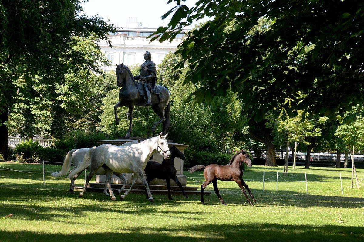 Schon zum zweiten Mal urlaubt der "Pferdekindergarten" der der Spanischen Hofreitschule heuer im Wiener Gras: Sechs Stuten und ihre Fohlen nutzen den Wiener Burggarten im Rahmen ihrer städtischen "Sommerfrische" als Auslauf.