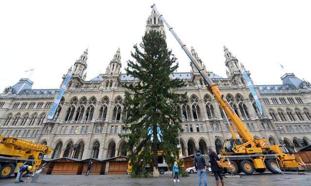 Christbaum aus der Steiermark am Wiener Rathausplatz 