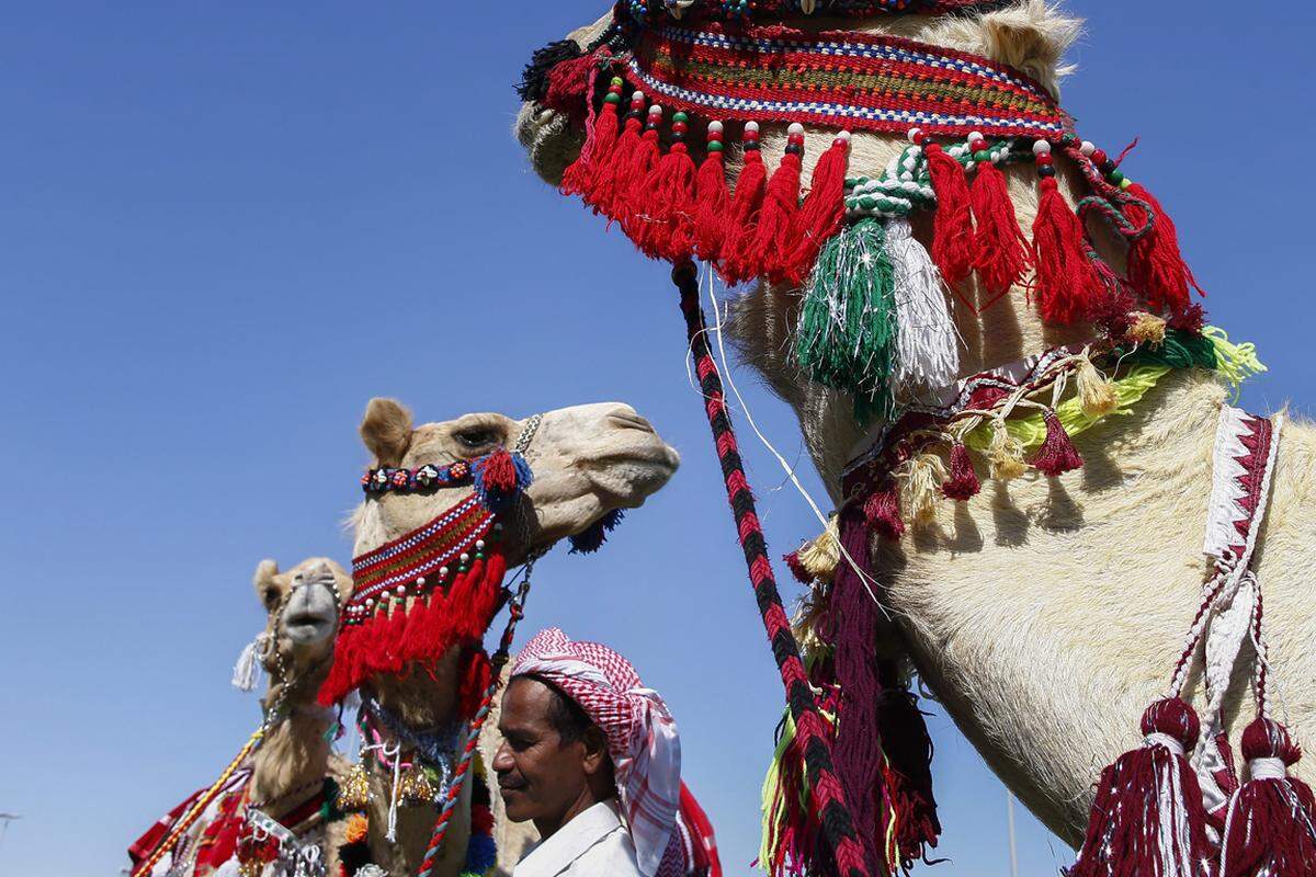 Kamelrennen haben in Katar eine lange Tradition, nicht umsonst gelten sie als "Sport der Scheichs".
