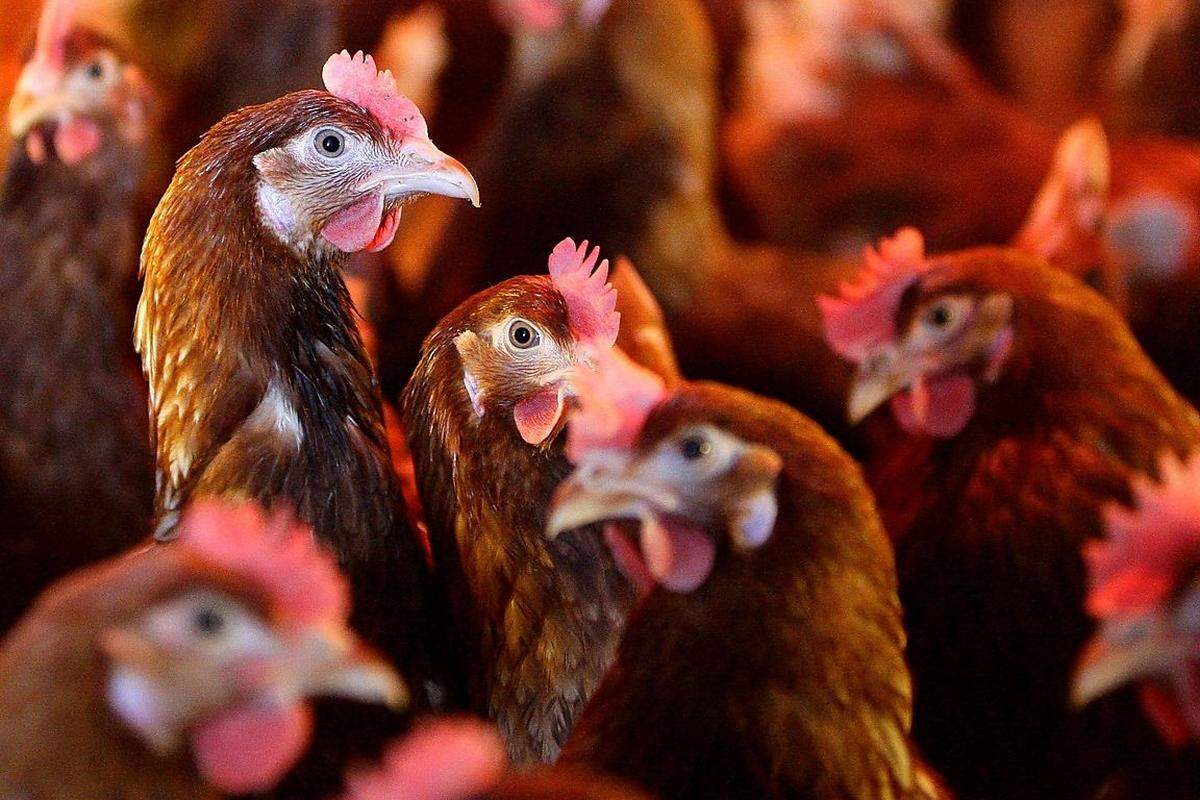 Vom Schwein zum Huhn. Die University of Wisconsin-Madison bietet den Lehrgang "Poultry Science" an. Behandelt werden biologische, chemische und zoologische Fragestellungen und vermutlich die Frage aller Fragen: Was war zuerst - die Henne oder das Ei?