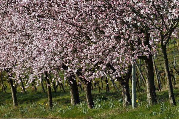 Für dieses Spiel benötigt man viele Bäume, die nicht allzu weit voneinander entfernt sind, ideal ist ein Obstgarten. Alle Kinder schnappen sich einen Baum, nur eines bleibt in der Mitte stehen. Nun geht es zu jedem Kind hin und fragt die „Schneider“ nach einer Schere. Das jeweils angesprochene Kind schickt den Bittsteller zum nächsten: „Geh zum Nachbarn.“ Inzwischen tauschen die Kinder schnell ihre Bäume. Während sie das tun, versucht das erste Kind, einen Baum zu erwischen.BUCHTIPP„Alte Kinderspiele – einst und jetzt“ von Inge Friedl. 2015 im Böhlau Verlag erschienen, 235 Seiten, 24,90 Euro.Die Historikerin präsentiert in ihrem Buch zahlreiche teils vergessene Spiele mit genauen Anleitungen und Erfahrungsberichten. Von „Zimmer, Küche, Kabinett“ über das „Pfitschigogerln“ bis „Zur Suppe greift“.