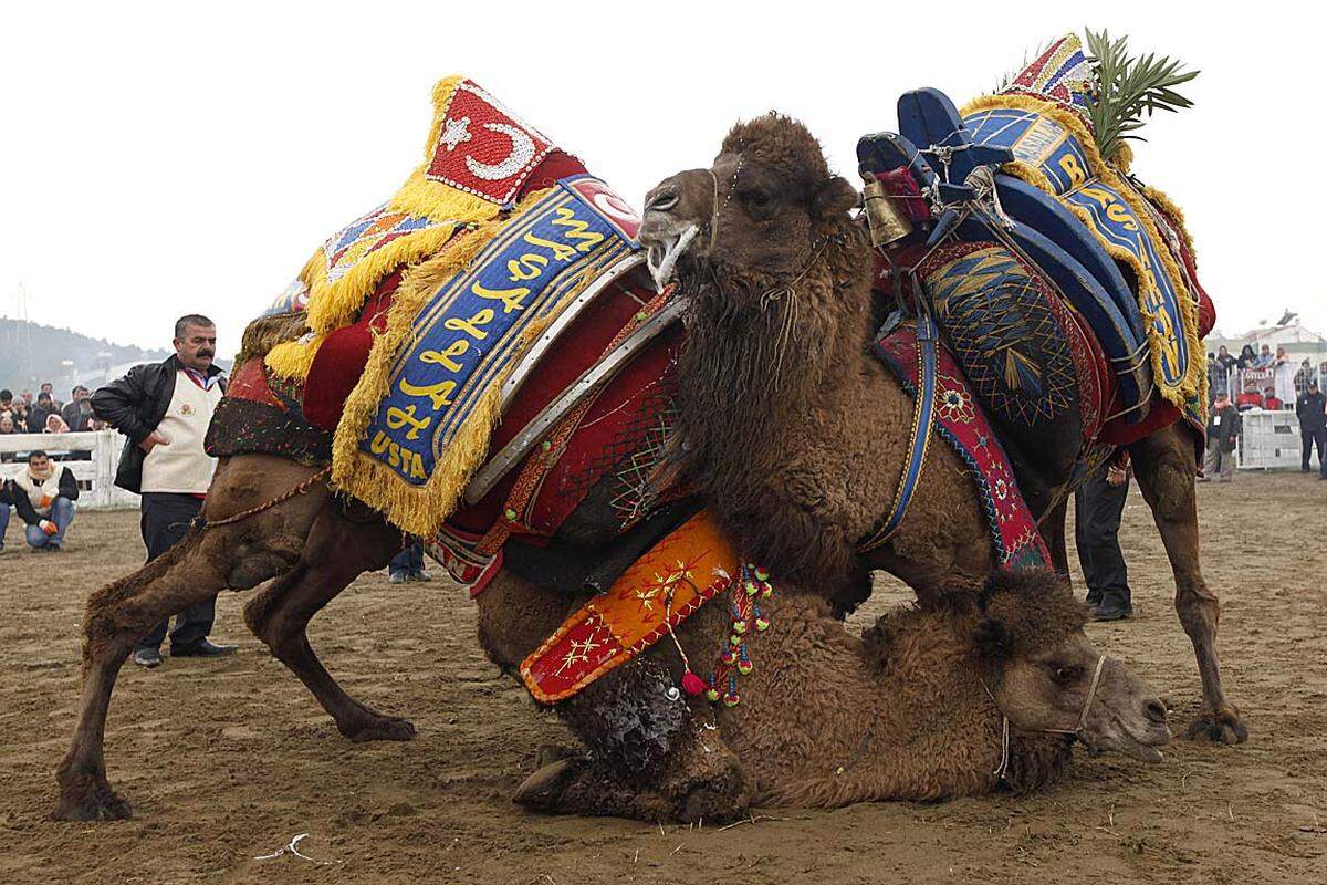 Kämpfende Kamele. Zwei Kamele ringen in der Pamacuk-Arena in der Nähe der türkischen Hafenstadt Izmir um Ruhm und Ehre. Dort steigt das große Selcuk-Efes Camel Wrestling Festival, bei dem Kamele in den Ring steigen.