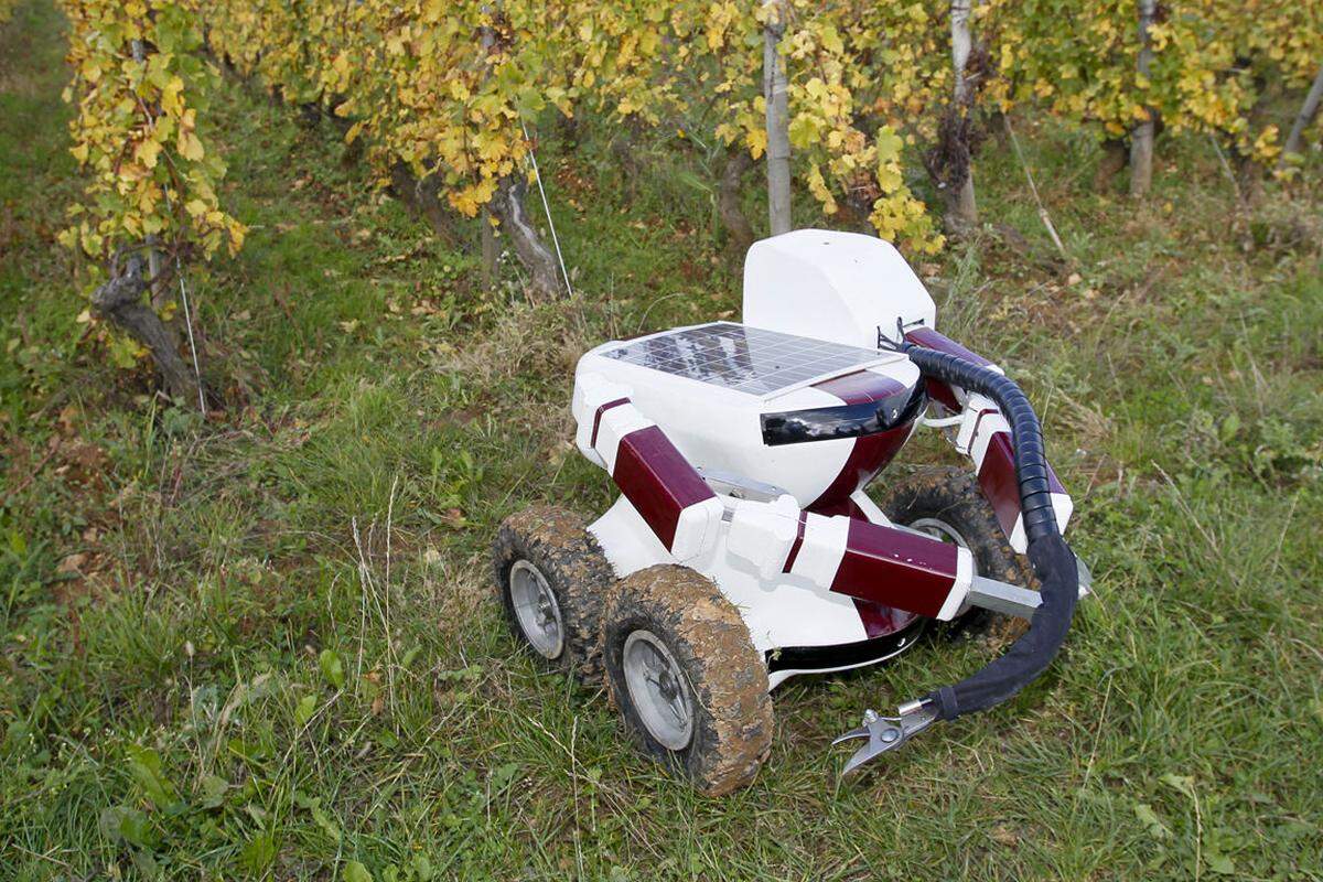 Die Weinernte übernimmt der "Wall-Ye". Mit seinen sechs Kameras und integriertem GPS findet er sich nicht nur alleine zurecht, sondern überprüft dabei auch noch den Reifegrad der Trauben.