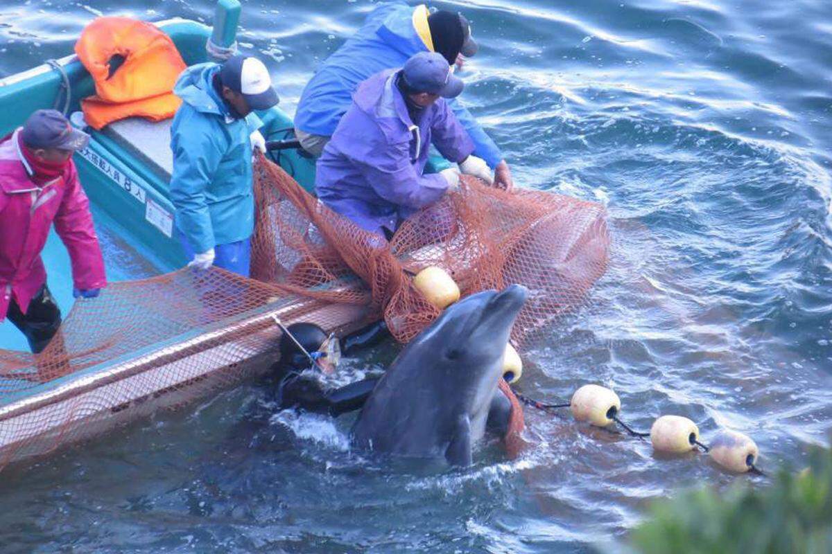 Es sei "nicht angemessen" zu behaupten, dass nur die Jagd auf Delfine unmenschlich sei, sagte der Gouverneur der Provinz Wakayama, Yoshinobu Nisaka, am Dienstag vor japanischen Journalisten und verwies auf die Schlachtungen von Rindern und Schweinen.