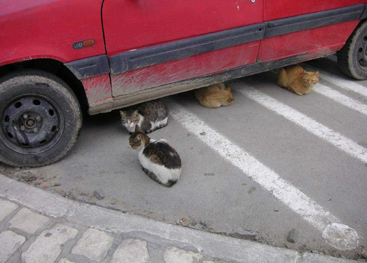 Die Katzen natürlich nicht – die warten in der Mittagshitze verdrossen unter den Autos.