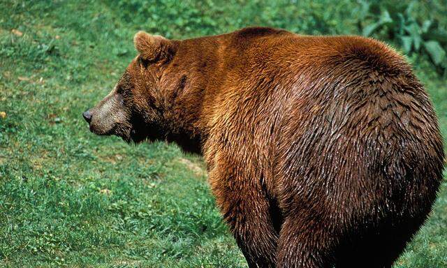 Herkunft und Todesursache des gefundenen Bären sind unbekannt (Symbolbild). 