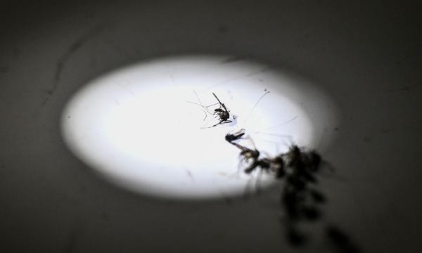 Archivbild einer Stechmücke, die Malaria übertragen könnte: „Anopheles sacharovi“.