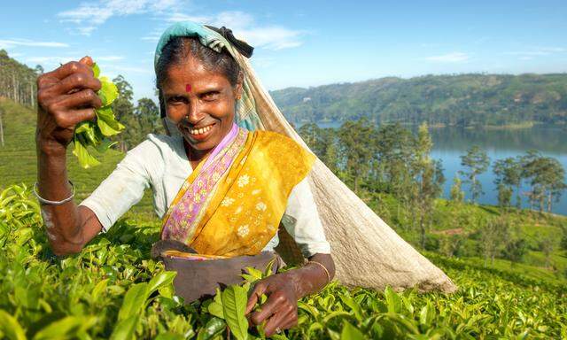 Wie ein leuchtend grüner Teppich überziehen die Teesträucher das zentrale Hochland im Süden von Sri Lanka. Die Arbeit in den Teefeldern ist hart, die hüfthohen Büsche werden von Hand geerntet. 