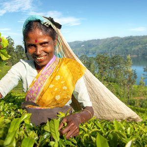 Wie ein leuchtend grüner Teppich überziehen die Teesträucher das zentrale Hochland im Süden von Sri Lanka. Die Arbeit in den Teefeldern ist hart, die hüfthohen Büsche werden von Hand geerntet. 