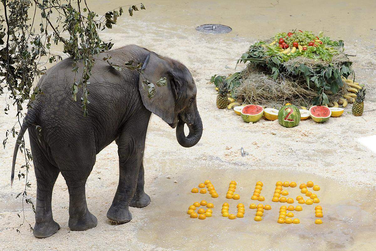 7. August.  Eine Geburtstagsfeier hat es im Tiergarten Schönbrunn gegeben: Elefantennachwuchs Tuluba wurde zwei Jahre alt. Für den 600 Kilo schweren Elefantenbulle bereiteten Tierpfleger eine Heu-Torte zu, die mit Obst und Tulubas Lieblingsgemüse gespickt war.