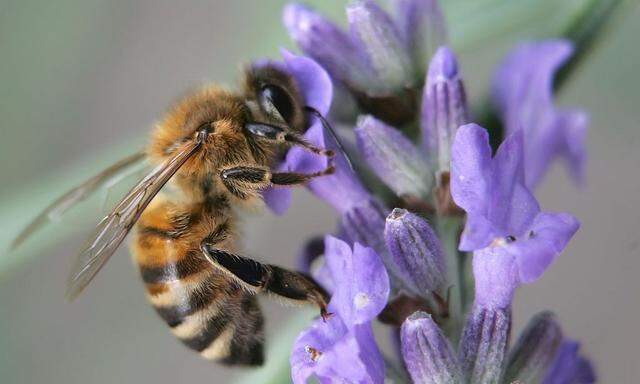 Biene sucht Bluetenpollen