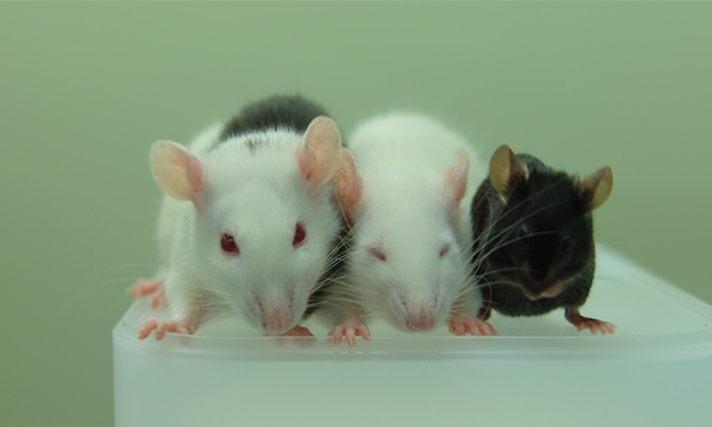 auf dem Bild v. l.: Ratte/Maus-Mischung, Ratte, Maus