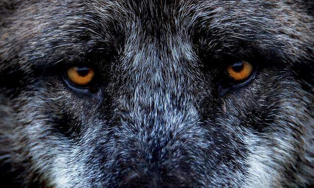 Jäger kontra Tierschützer: Woher kommen die Wölfe?