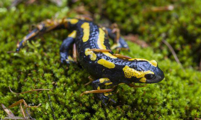 Den Feuersalamander gibt es fast in ganz Europa. Mittlerweile gilt er aber vielerorts als gefährdet, auch in Österreich.