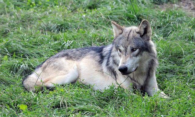 Ein Exemplar im Wolf Science Center Ernstbrunn