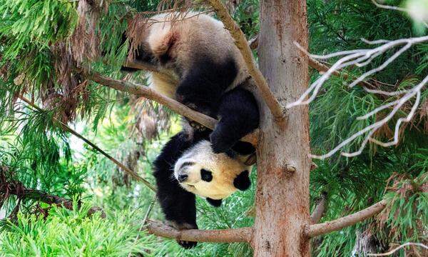Archivbild eines „normalen“ Großen Pandas mit schwarz-weißem Fell im Zoo von Washington, D.C., in den USA.