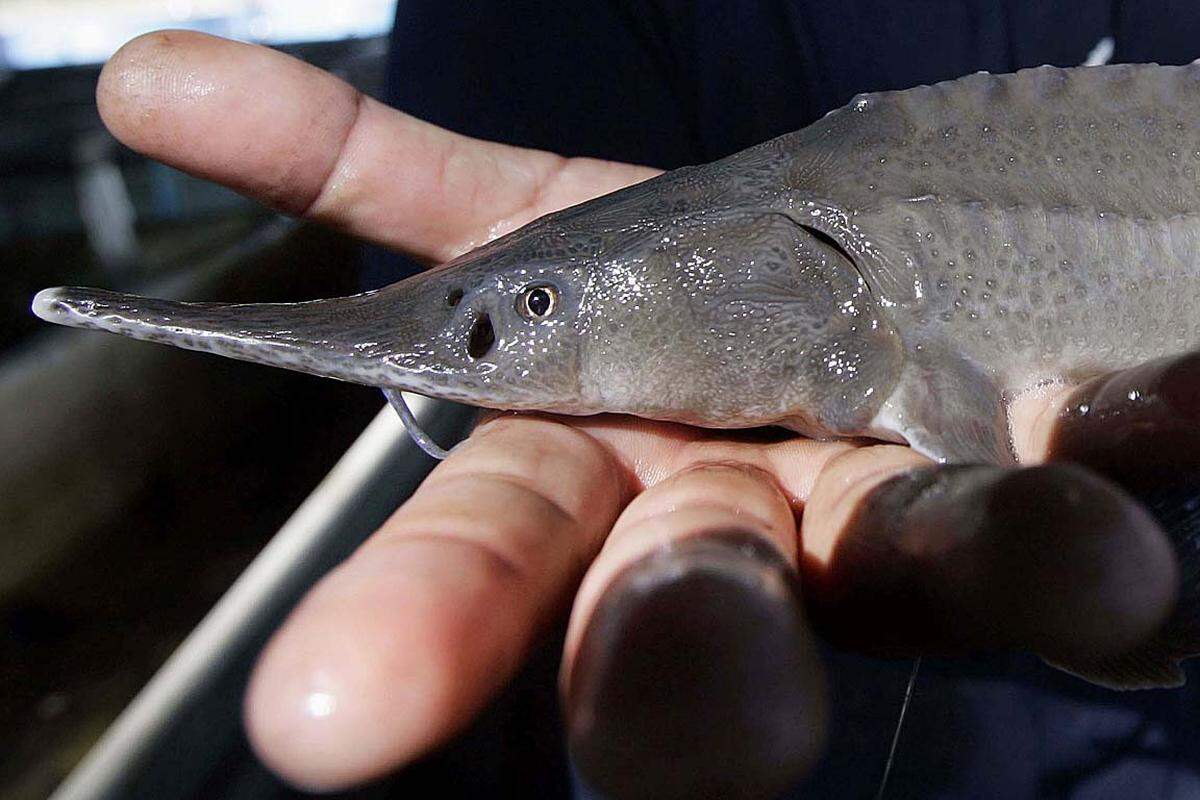 Fünf der sechs in der Donau heimischen Störarten stehen am Rand der Ausrottung. Grund dafür ist unter anderem der illegale Handel mit Kaviar. Bulgarien und Rumänien sind die einzigen zwei EU-Länder, die überlebensfähige Populationen dieser wild lebenden Störarten beheimaten.