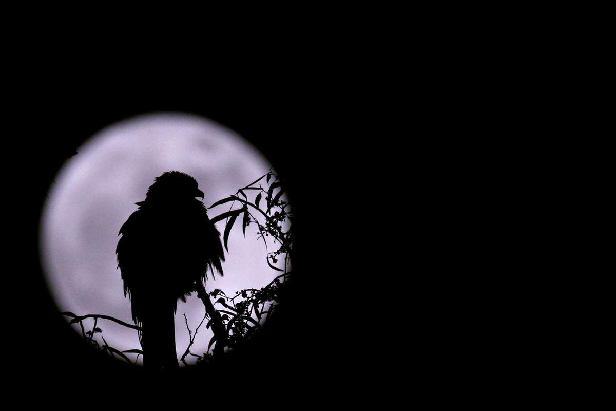Ohne den Mond würde die Erde nach den Worten des Astronomen "herumeiern". Der Mond sorge für die Stabilität der Erdachse. "Er ist so eine Art Hirte, der auf seine große Schafherde aufpasst." Ein Vogel vor dem Supermond in Kathmandu.