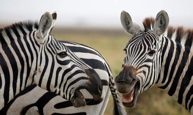 Zebras play in Amboseli National park