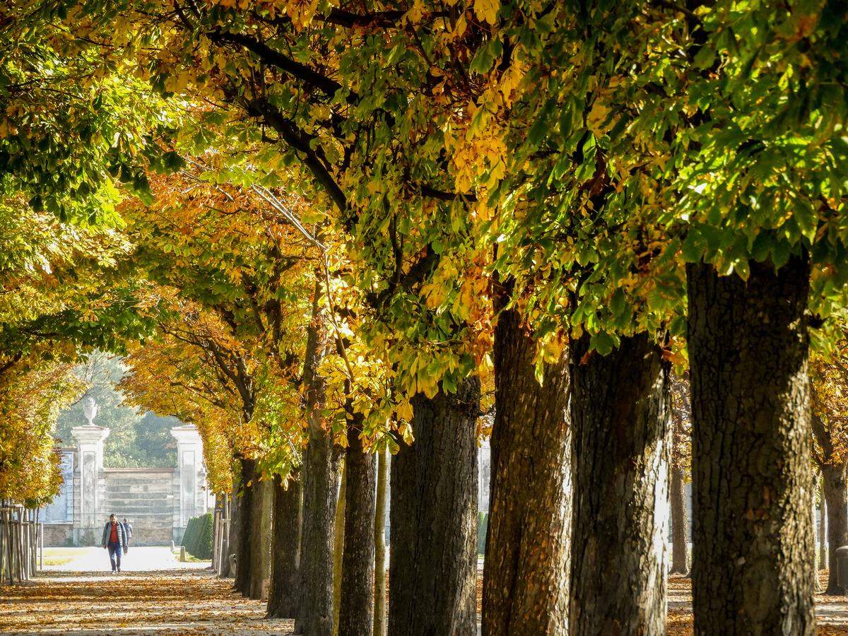 Der Augarten ist der älteste noch erhaltene Hofgarten Wiens. Am 1. Mai 1775 eröﬀnete ihn der Reformkaiser Josef mit einer großen Festivität für die Allgemeinheit – es war der erste Volkspark Wiens.