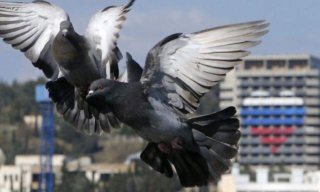 Pigeons fly on the bank of the Black Sea in Alushta