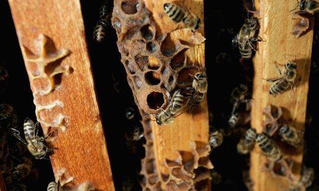 Insektenstaaten kennt man vor allem von Bienen oder Ameisen.