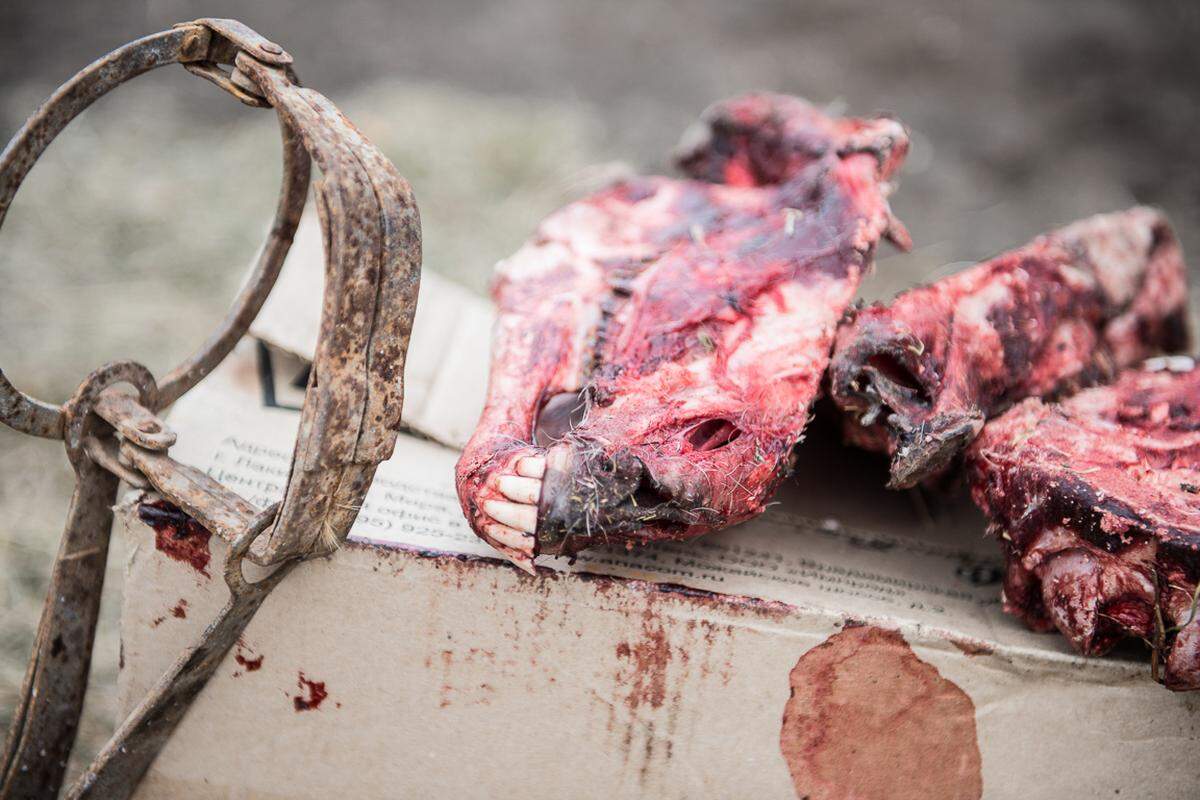 Konfiszierte Jagdbeute in einem Camp für internationale Jagdtouristen.Bild: Sara Sun Hee Schuh und Christian Martischius 