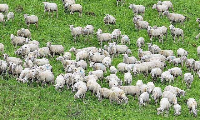 Schafe wurde ins Tal geholt. 