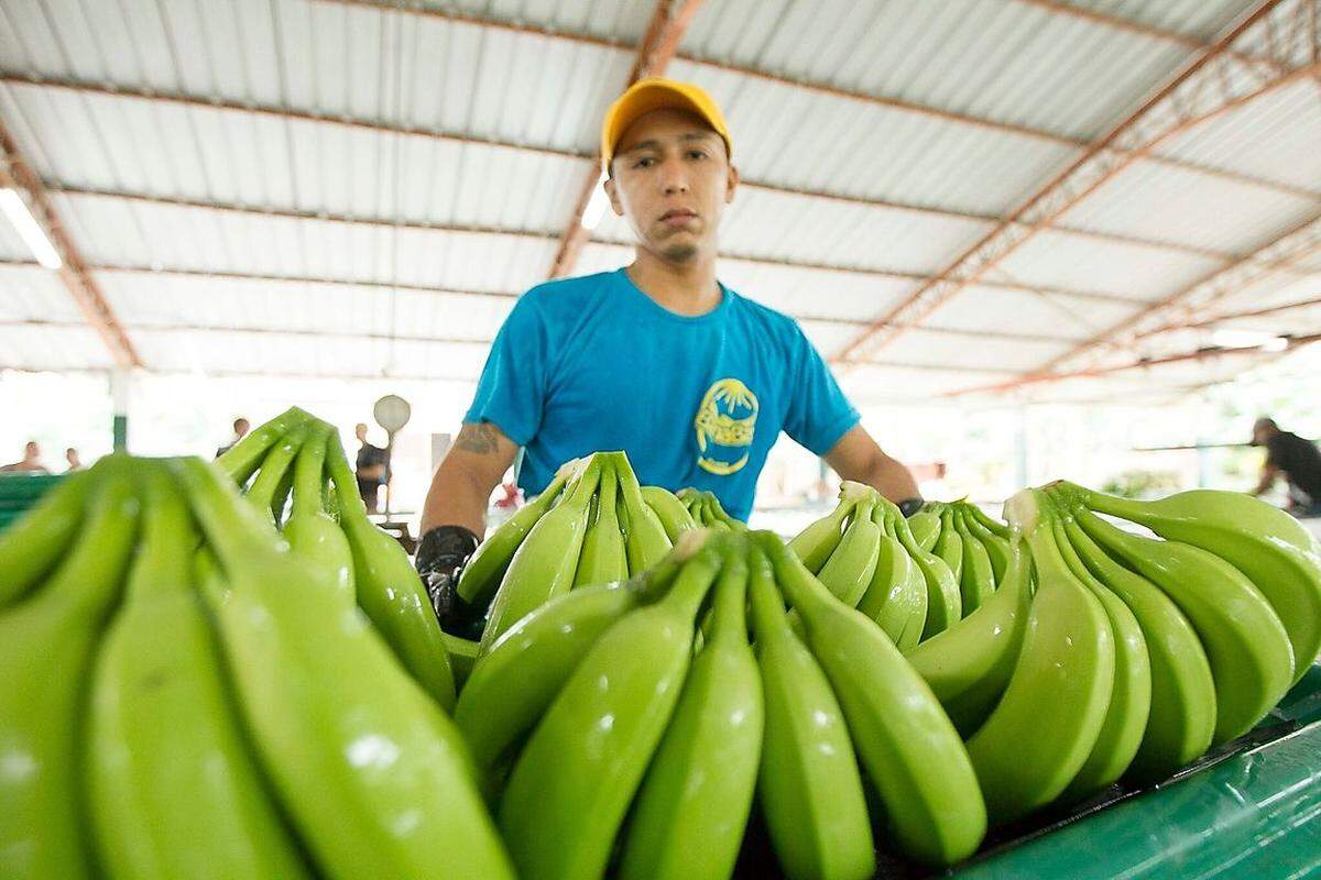 Der Bananenhandel ist ein hartes Geschäft. Während der österreichische Einzelhandel etwa ein Drittel der Wertschöpfung für das gelbe Obst kassiert, verdienen Produzenten nur rund sechs Prozent an ihrem Produkt. Den Preisdruck bekommen die Arbeiter am eigenen Leib zu spüren.