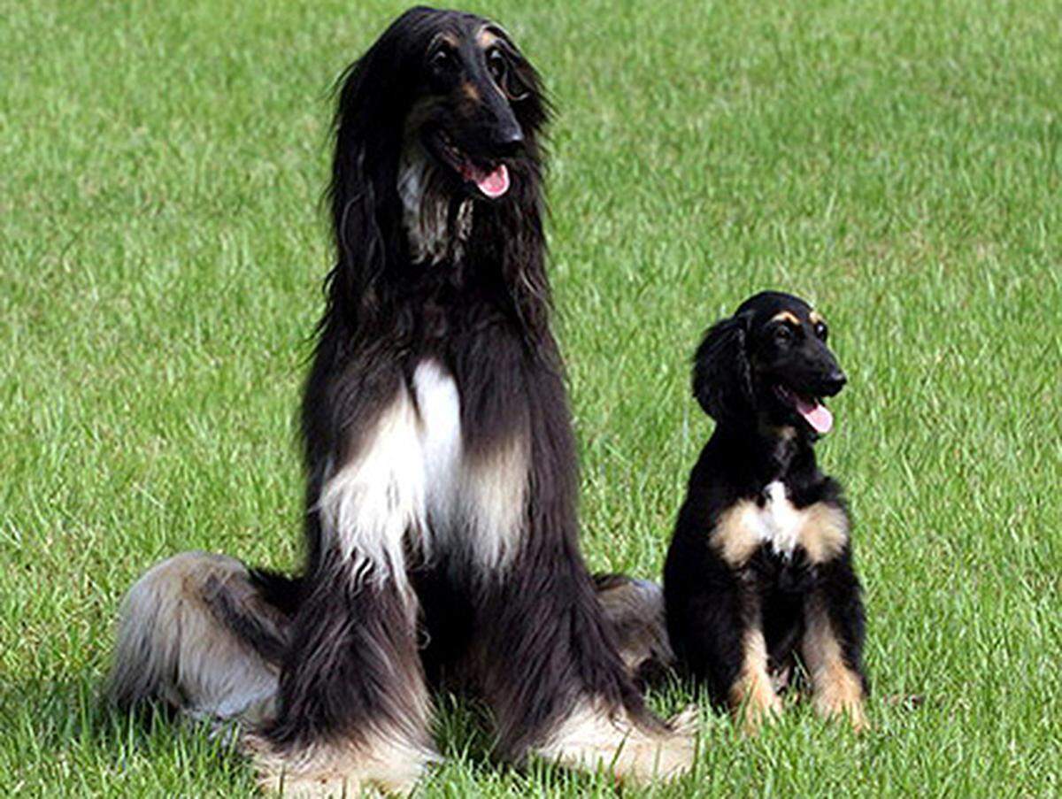 Der erste geklonte Hund bekam den Namen "Snuppy", war die Kopie eines Afghanischen Windhundes und wurde im Sommer 2005 geboren. Produziert wurde der Welpe von der Gruppe des umstrittenen südkoreanischen Klonpioniers Hwang Woo Suk. Nach "Snuppy" haben die Forscher nach eigenen Angaben drei weitere Hunde geklont.   Bild: Snuppy und sein DNA-Spender