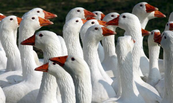 Nicht alle wollen eine echte Gans, wenn sie Martinigansl essen gehn. 