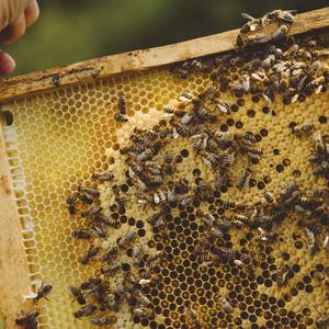 Themenbild Honigproduktion