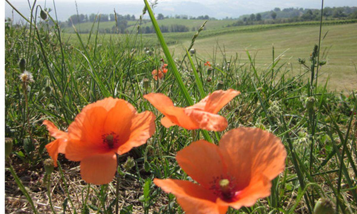 Mohnblüte in der Emilia Romagna, norditalienische Hügelprovinz, von Rimini die Poebene die alte römische Fernstraße entlang, mit mehr als der Hälfte der Einwohner Österreichs; Don Camillo und Peppone kommen von hier, aber auch Ferrari.