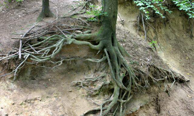 unterspuelter Baum - tree roots