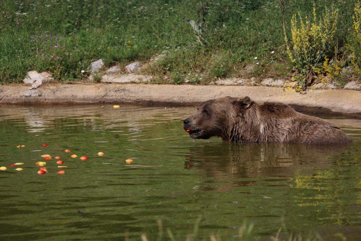 Ein Bär im Pristina-Schutzgebiet im Kosovo gönnt sich eine Abkühlung. Auch den Tieren macht die Hitze zu schaffen.