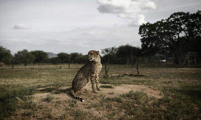 NAMIBIA-US-CONSERVATION-ANIMAL-CHEETAH