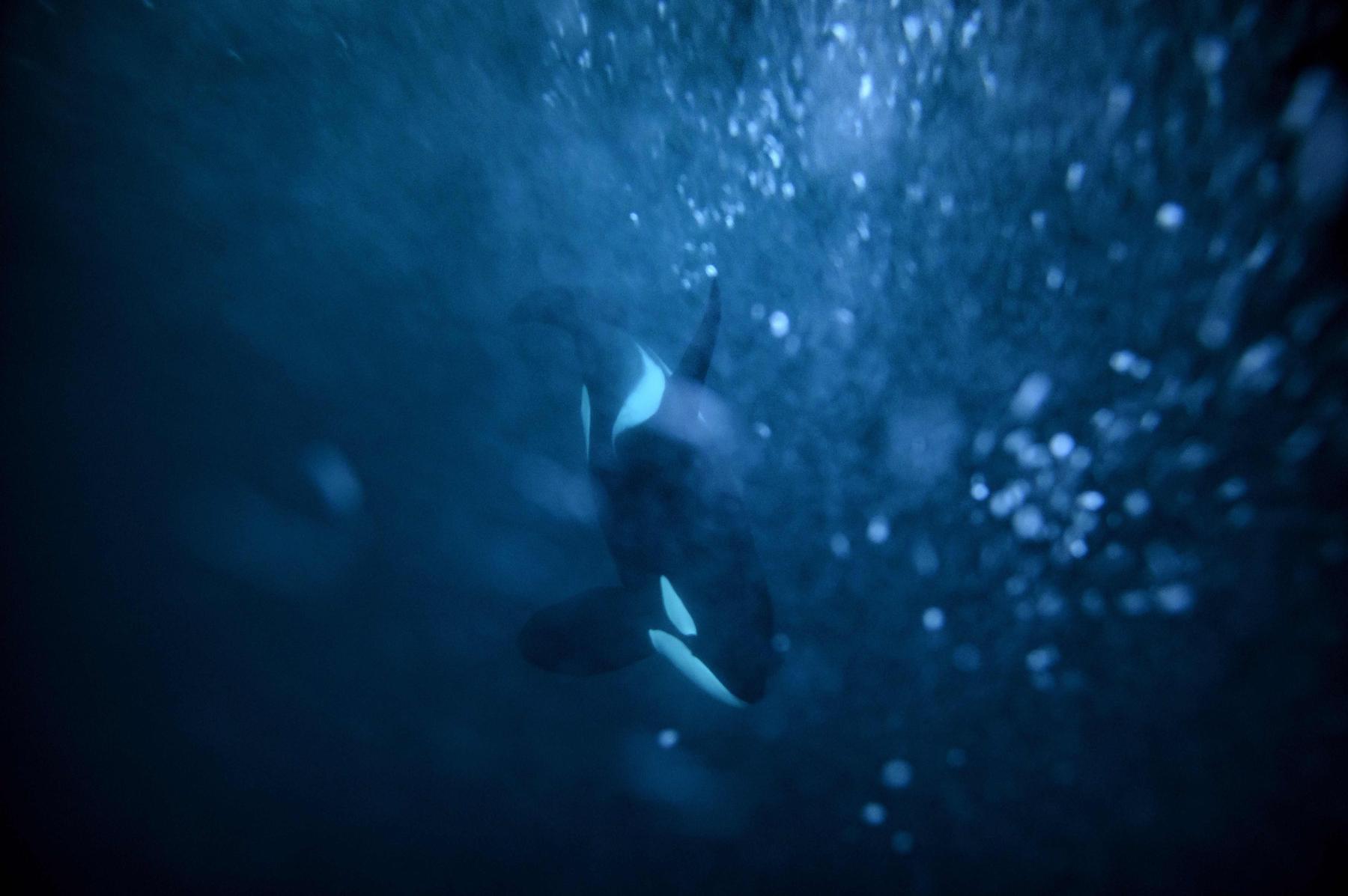 Orcas sink yacht; family safe