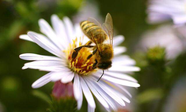 warum Bienen dahingerafft werden