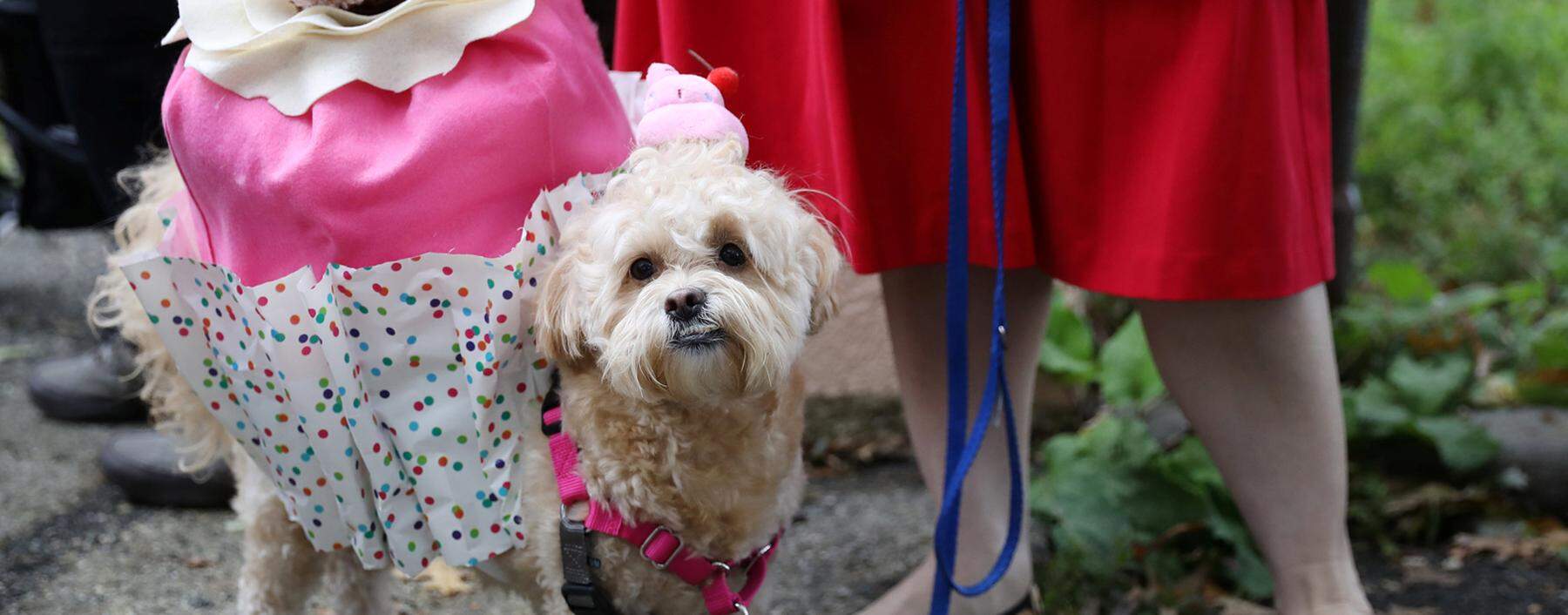 The 28th Annual Tompkins Square Halloween Dog Parade