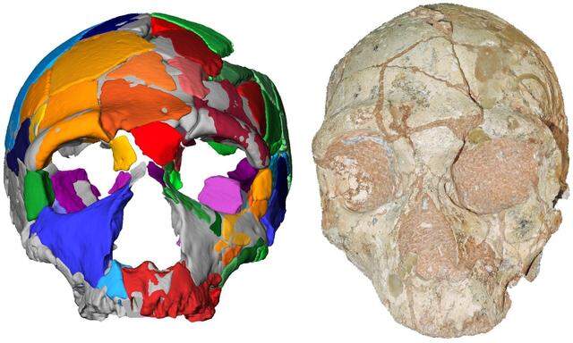ApidimaSo bunt sieht die 3-D-Rekonstruktion eines Neandertaler- Schädels aus – und so verwittert das Original, Apidima 2. Der zweite, einem Homo sapiens zugerechnete Schädel, Apidima 1, ist auch schlecht erhalten und dazu unvollständig.
