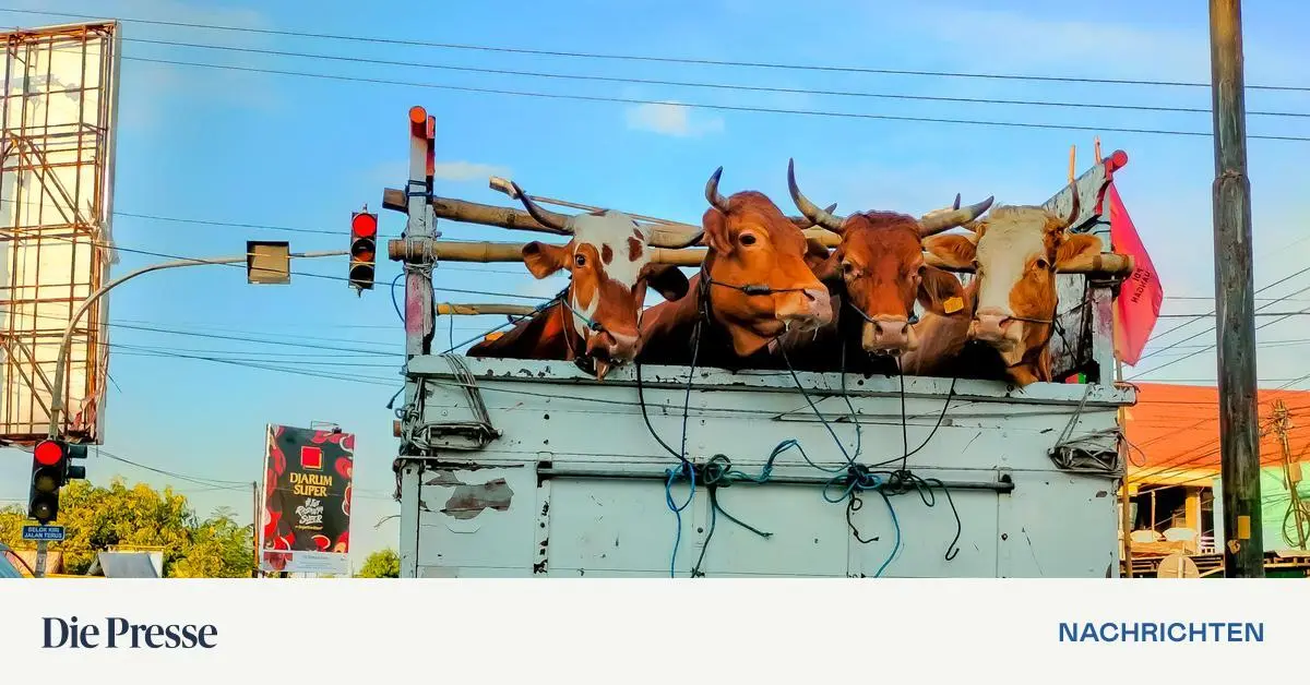 -gehen-davon-aus-dass-schiff-leer-ankommt-3000-rinder-auf-schiff-akut-von-tod-bedroht